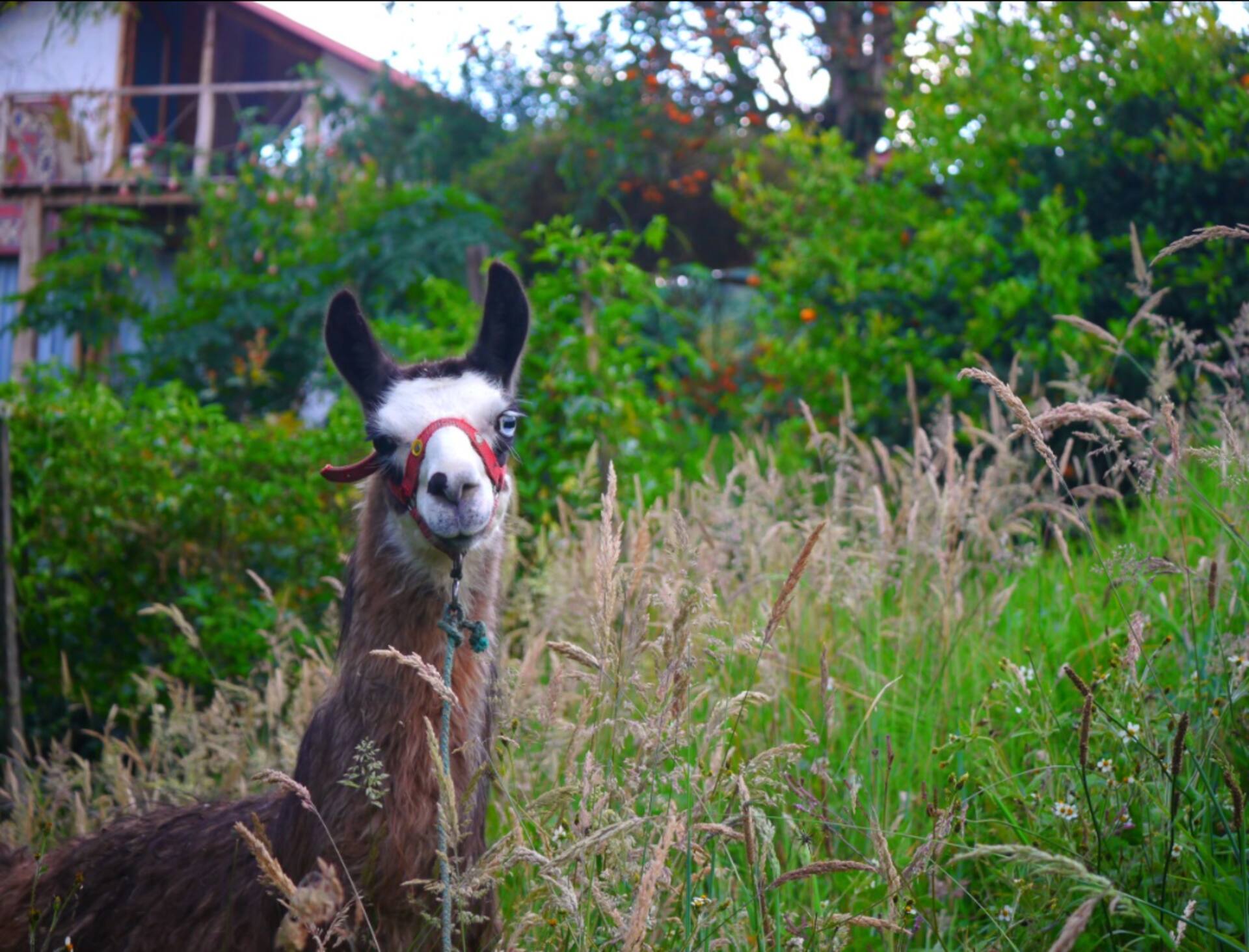 Llama del huerto con adornos andinos