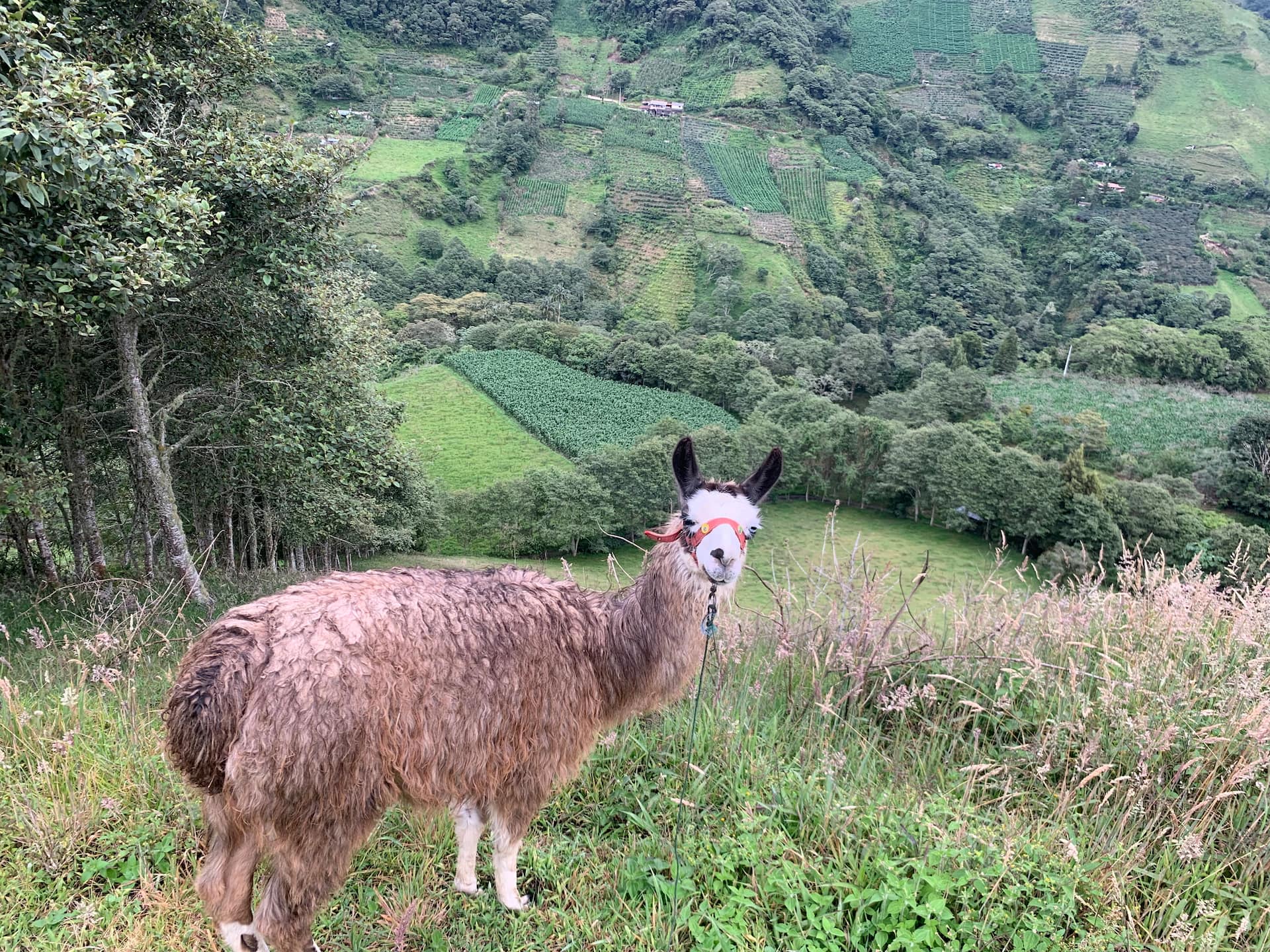 Llama en el pastizal andino frente a la cabaña